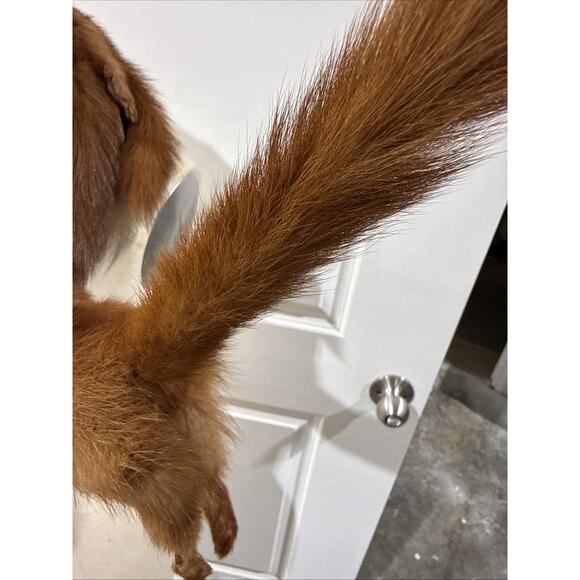 VTG Red Mink Fur Stole Wrap 4 Full Pelts Bakelite Clasp 53” Length No Odor - Picture 5 of 8